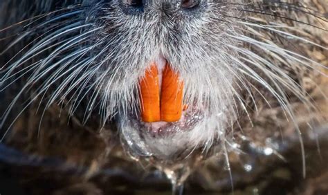 Why Do Beavers Have Orange Teeth? Are They Metallic Teeth? - Animal ...