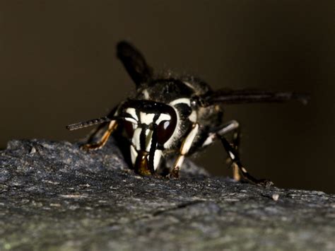 What is a Bald Faced Hornet? Identification, Hornet Stings