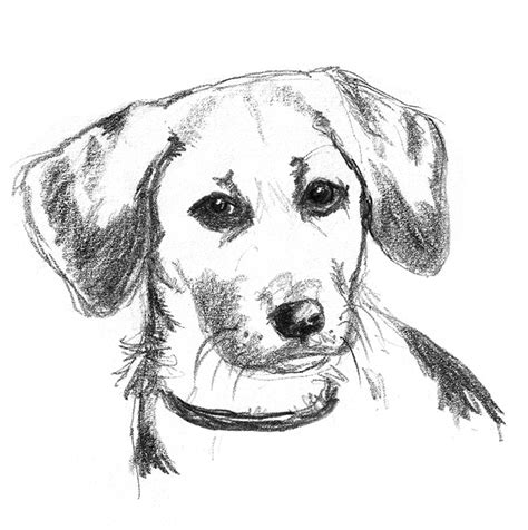 Dog sketches - Pencil drawings of dogs