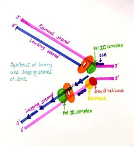 Explanation Of DNA Replication Process In E. Coli » Microbiology Study