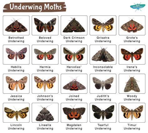 Underwing Moth – Identification, Life Cycle, Facts & Pictures