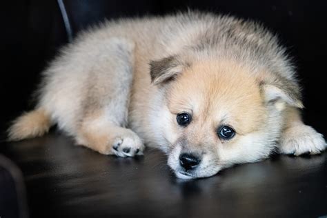 Pomsky Colors: 6 Shades Of Fluff