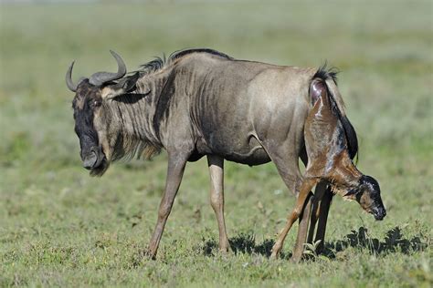 Wildebeest