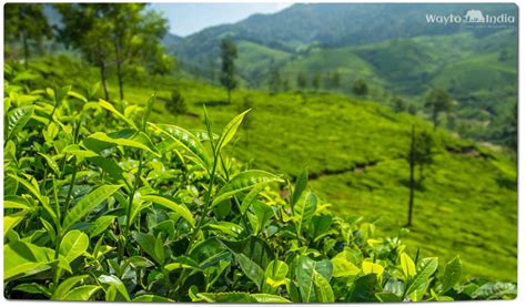 Tea plantations in India | Waytoindia.com