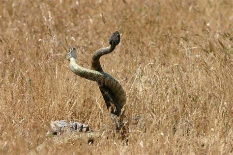 Mating Snakes. Two rattlesnakes mating in the grasslands , #AFF, #Snakes, #Mating, #rattlesnakes ...