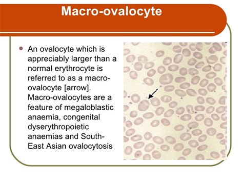 Erythocyte