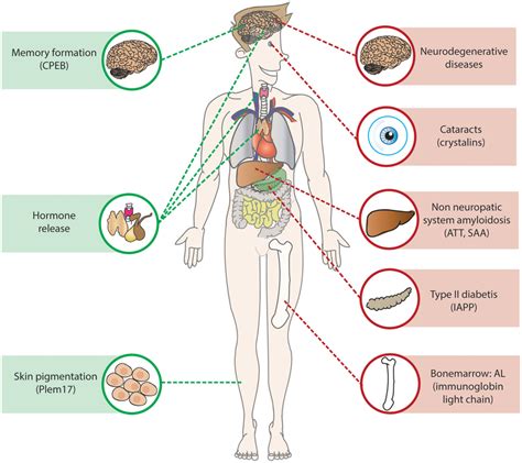 | The aging cell. Important cellular processes are affected during... | Download Scientific Diagram