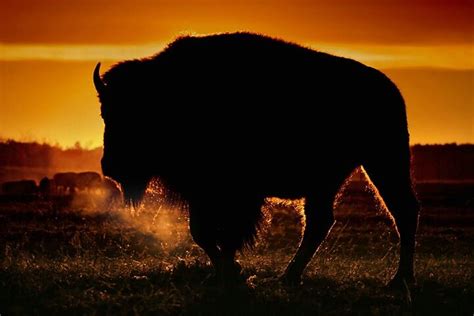 North America Bison sunset | Silhouette pictures, Photography gallery ...