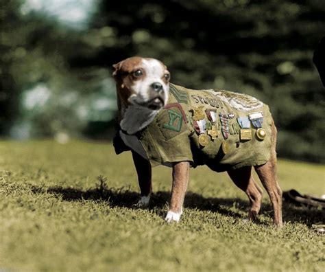 The True Story of World War I Canine Hero Sergeant Stubby - Owlcation