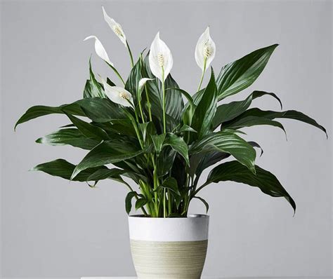 SheilaMartinShp + Peace Lily Air Purifying Plant