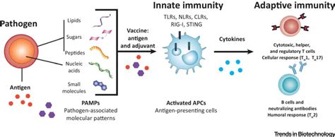 Adjuvants: Types and Functions – Microbe Online