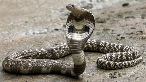 World Snake Day: Four magnificent snakes of India - EastMojo