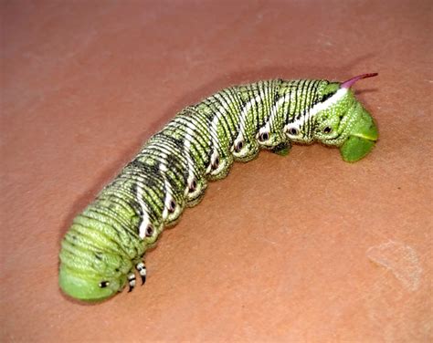 Garden Villain: Tomato Hornworm - Thyme to Grow