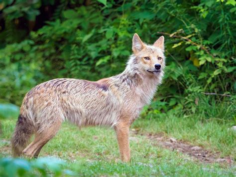 Eastern Coyotes of the White Mountains - Mt Washington Valley Vibe