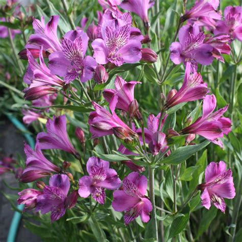 12 Gorgeous Alstroemeria - Sunset Magazine