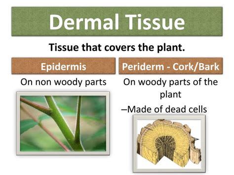 PPT - Plant Tissues, Structure and Function PowerPoint Presentation - ID:2002490