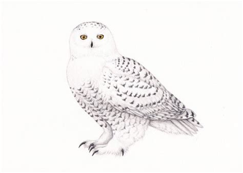 Snowy owl art drawing owl decor owl drawing snowy owl | Etsy