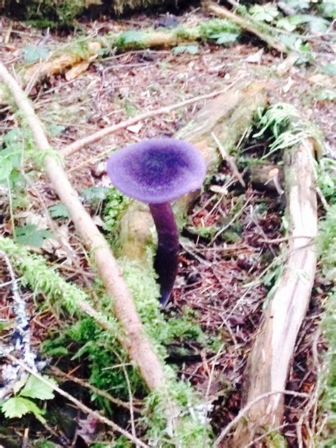 Purple Mushroom Identification - Biology Stack Exchange