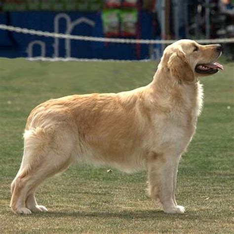 Golden Retriever standing in a field. #doggroominggoldenretriever ...