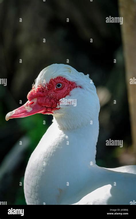 White Muscovy duck (Cairina moschata) portrait, close-up, face, feral ...
