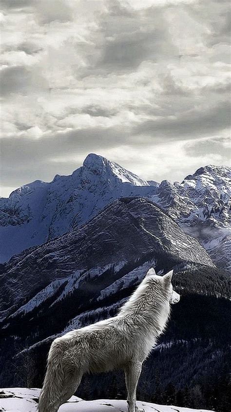 Wolf Wallpaper 4K Handy - Black Wolf Wallpaper Iphone Novocom Top - We have 77+ amazing ...