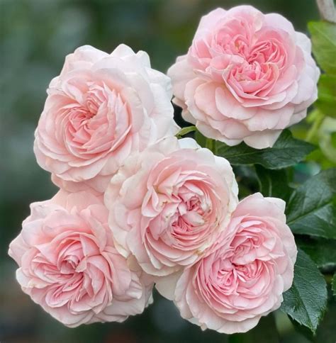 9 Beautiful Pink Rose Bush Varieties - SONG OF ROSES