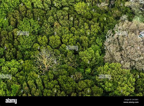 The dense forest hi-res stock photography and images - Alamy