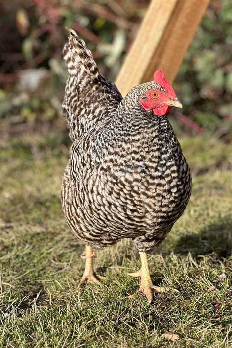 Dominique Chicken: Eggs, Height, Size and Raising Tips