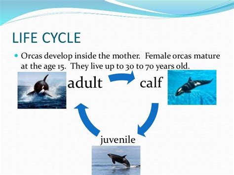 dolphin life cycle stages - Johnie Borges