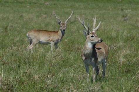 Pampas Deer, Uruguay | Whitley Award