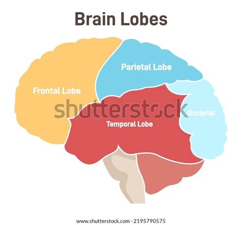 4 Lobes Of The Brain And Their Functions