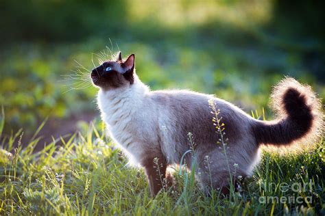 The Beautiful Brown Cat Siamese Photograph by Bershadsky Yuri - Pixels