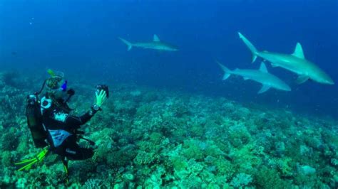 Sailing to Durban, South Africa – Scuba Diving At Sharky Bassas Da ...