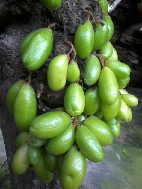 😎 Kamias benefits for skin. 7 Benefits of Bilimbi Fruit (Kamias) on ...