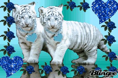 Cute tiger cubs Picture #83202651 | Blingee.com