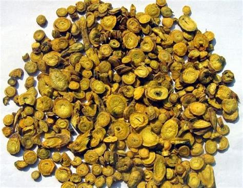 Huang Qin - TCM Herbs - TCM Wiki