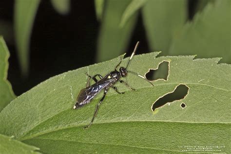 Minnesota Seasons - ichneumon wasp (Vulgichneumon brevicinctor)