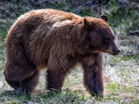 Wild Serenity Wildlife Tours (West Yellowstone) - All You Need to Know BEFORE You Go