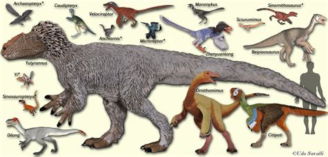 BIO113-Bird Origins