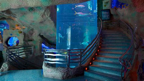 Downtown Aquarium in Houston, Texas | Expedia