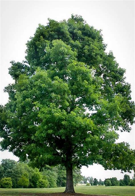 White Oak For Sale Online | The Tree Center