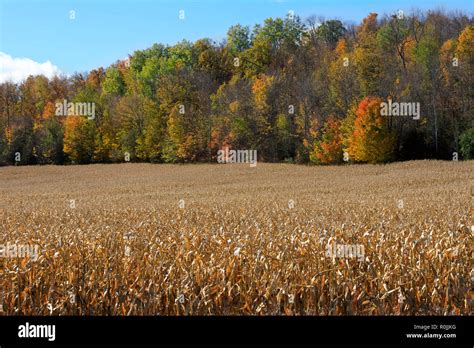 Fall colors in Southern Ontario Stock Photo - Alamy