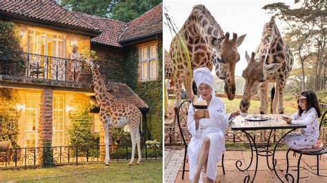 Here's How Much It Costs To Stay At Giraffe Manor In Kenya