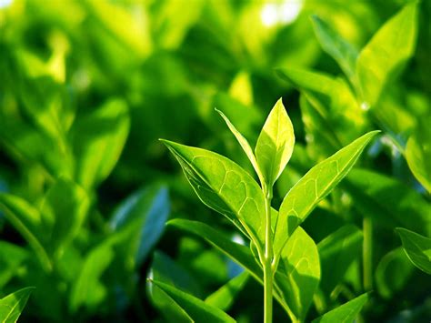 List Of 19 How To Grow Camellia Sinensis