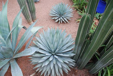 HOW TO CHOOSE PLANTS FOR HOT, DRY BORDERS |The Garden of Eaden