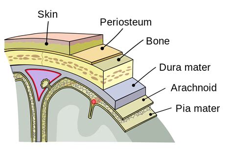 Layers of the Meninges