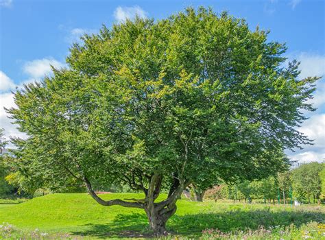 Hornbeam | University of Salford