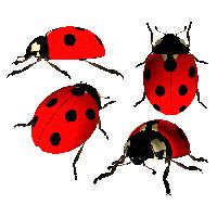 Cute Ladybug Clip Art Transparent HQ PNG Download | FreePNGImg
