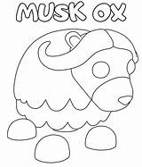 Muskox Designlooter Musk Sketch Coloring Page sketch template
