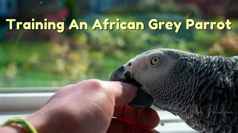 African Grey Parrots: The Ultimate Guide to Care and Training